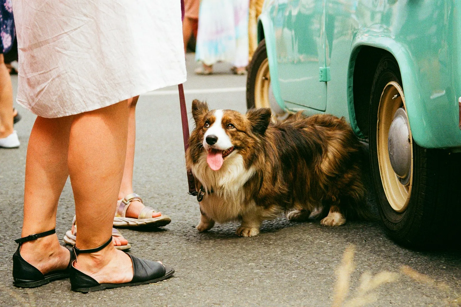 A corgi beside a vintage car